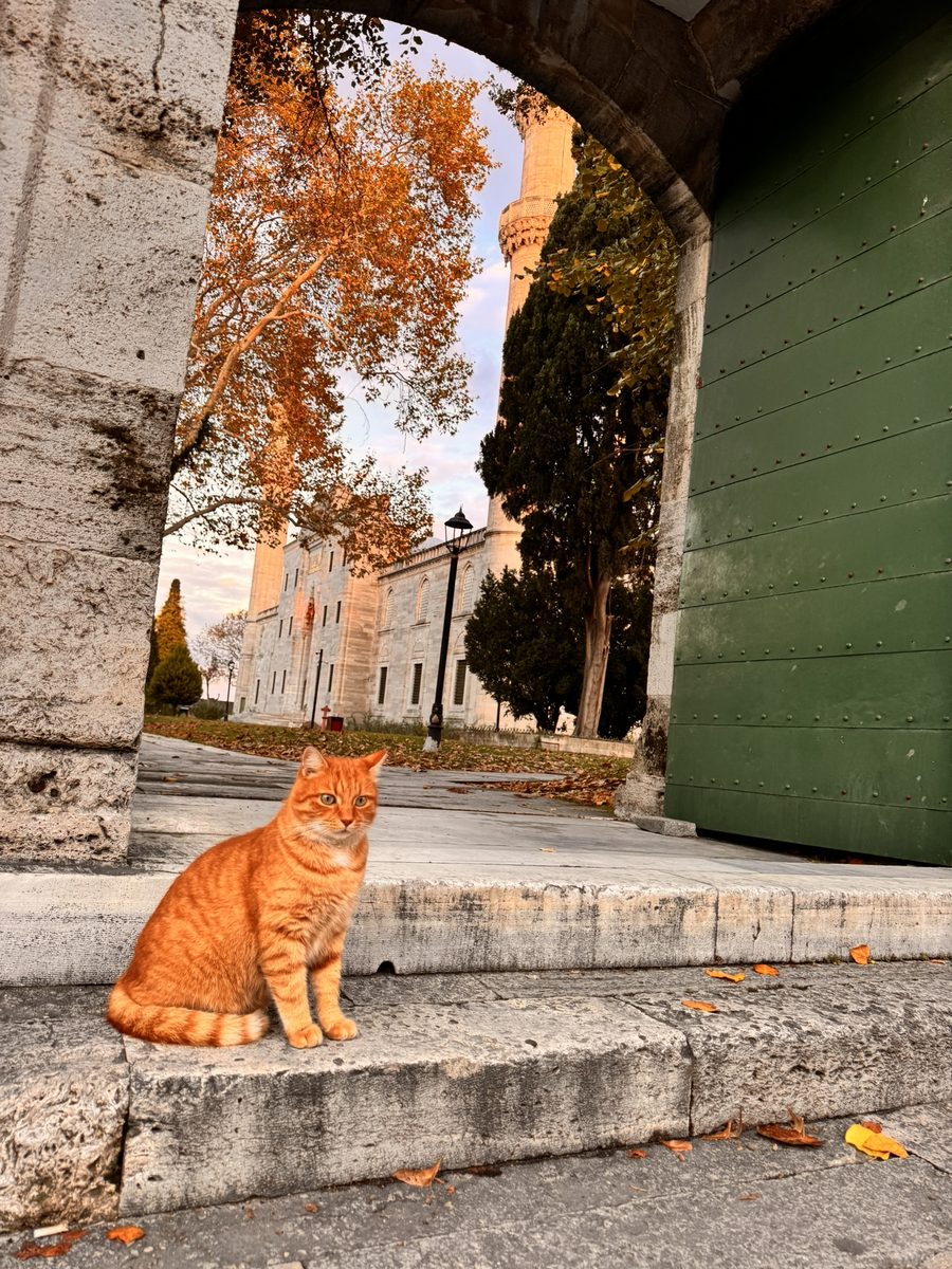 Istanbul cat and minaret