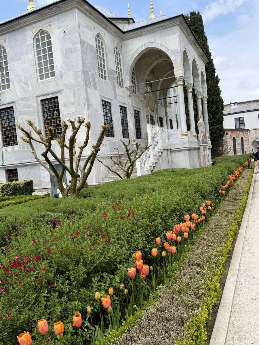 Topkapi tulips